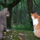 Newレンズで野良猫5