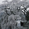 貝原の枝垂れ桜