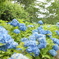 紫陽花