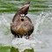 飛び込むカルガモ君