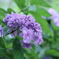 紫陽花