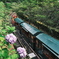 紫陽花と観光列車