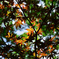 梅雨の紅葉