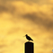 夕陽に唄う