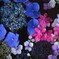 花手水