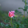 2024/05/30 Rose collection ♡ 04