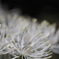 野の花　カラマツソウ