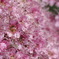 野の花　シモツケ　その２