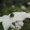 山の花　ヤマボウシ