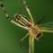 SPIDER SPIN