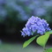 紫陽花