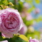 薔薇のオーラ