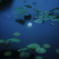 鵠沼の蓮池にて その2