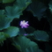鵠沼の蓮池にて　その3