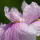 菖蒲08163