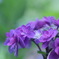 紫陽花