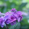 紫陽花