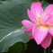 雨の日の 蓮の花