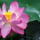 雨の日の 蓮の花