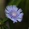 花(MMFC0253)