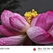 花。