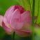 濡れたハスの花