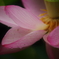 濡れた蓮の花