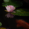 濡れたの睡蓮