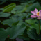大賀蓮(古代蓮)