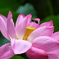 クマ蜂さんと 蓮の花