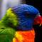ゴシキセイガイインコ