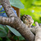 シマリス