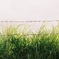 grass
