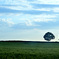 solitude of twin trees