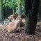 奈良公園の鹿さん