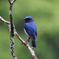 The blue bird of happiness