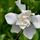 クチナシの花