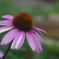 植物園の花134
