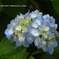 植物園の花136