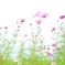 Cosmos