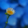 紫陽花の前で