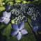 梅雨の代名詞知らんけど