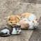 ねこ