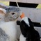 うさぎ