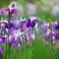 播州山崎花菖蒲園２