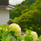 揚谷寺　18