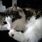 ねこ様