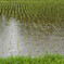 小雨の水田　田植え後１