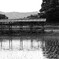 小雨の水田　田植え後２