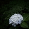 紫陽花